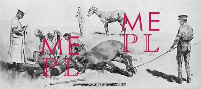 : Horse having operation under chloroform, WW1 : Horse having operation under chloroform, WW1