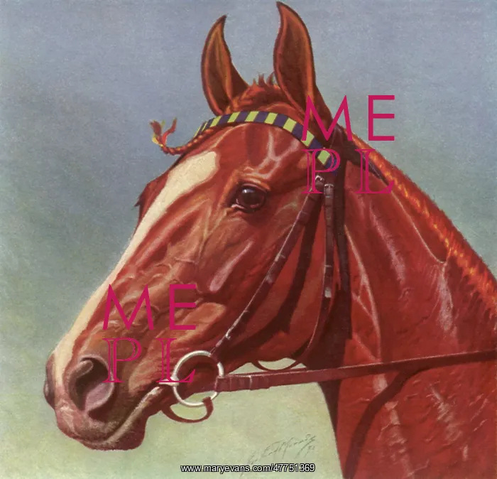  : Horse Head