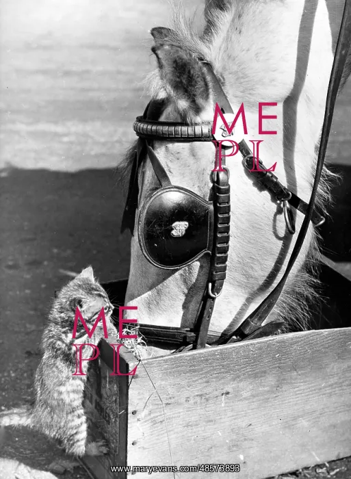  : Horse and Kitten
