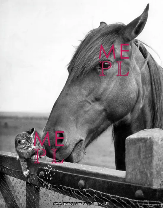  : Horse and kitten