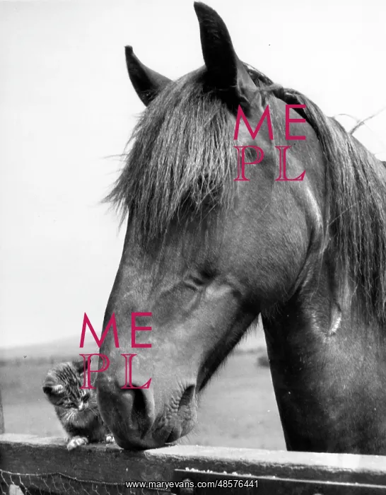  : Horse and kitten