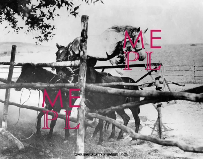 : HORSE LEAP FROG : HORSE LEAP FROG