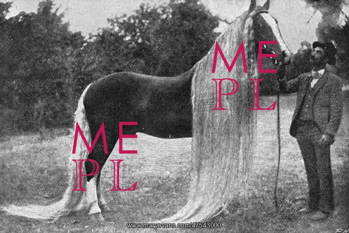 : Horse with very long mane and tail, 1897 : Horse with very long mane and tail, 1897