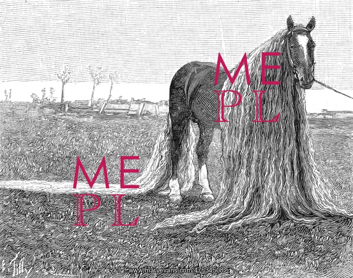 : Horse with very long mane and tail, 1899 : Horse with very long mane and tail, 1899