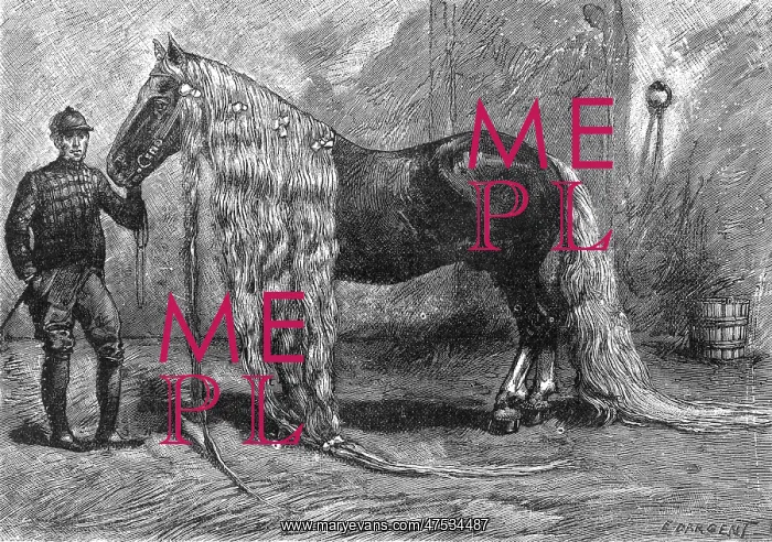 : Horse with the longest mane and tail in the world, 1895 : Horse with the longest mane and tail in the world, 1895