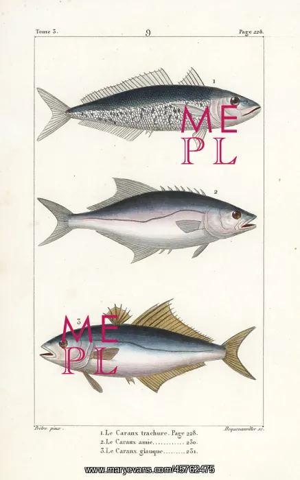 : Horse mackerel, leerfish and pompano : Horse mackerel, leerfish and pompano