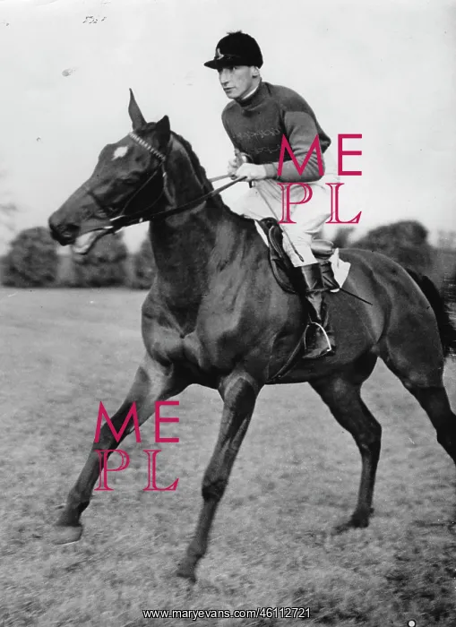 : The horse MARCONI in the royal colors : The horse MARCONI in the royal colors