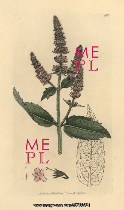 : Horse mint, Mentha longifolia : Horse mint, Mentha longifolia