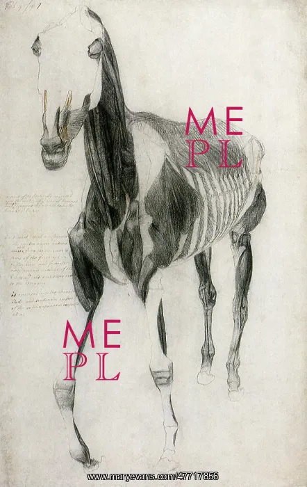  : Horse Muscles and Bones, by Stubbs