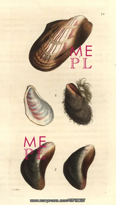 : Horse mussels : Horse mussels