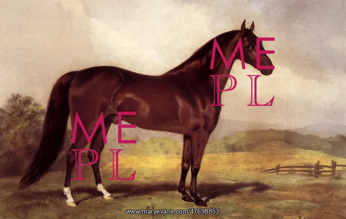  : Horse in Open Field