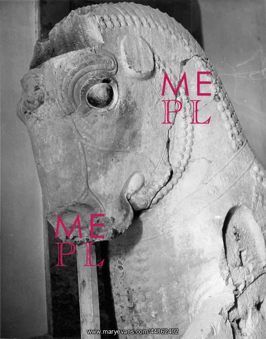 : HORSE AT PERSEPOLIS : HORSE AT PERSEPOLIS
