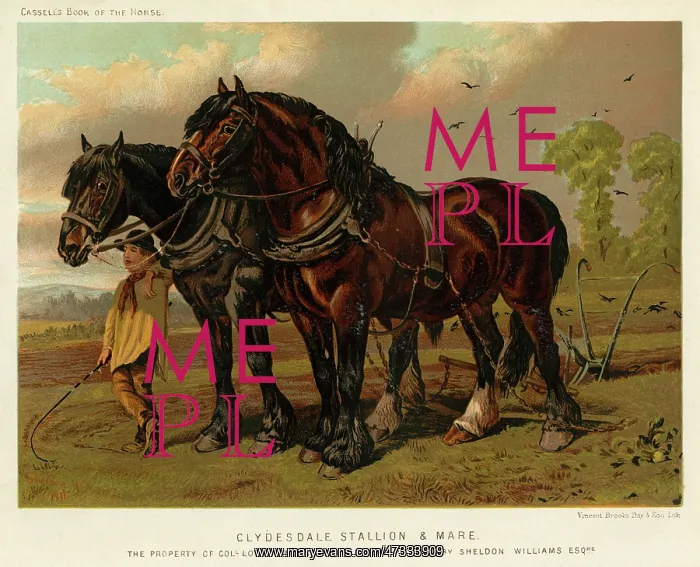 : HORSE / PLOUGH 1870S : HORSE / PLOUGH 1870S