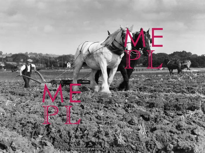 : HORSE PLOUGH : HORSE PLOUGH