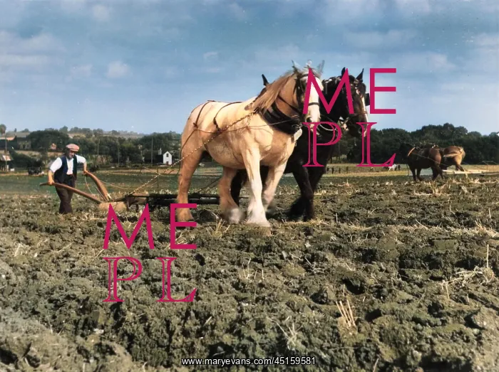 : HORSE PLOUGH : HORSE PLOUGH
