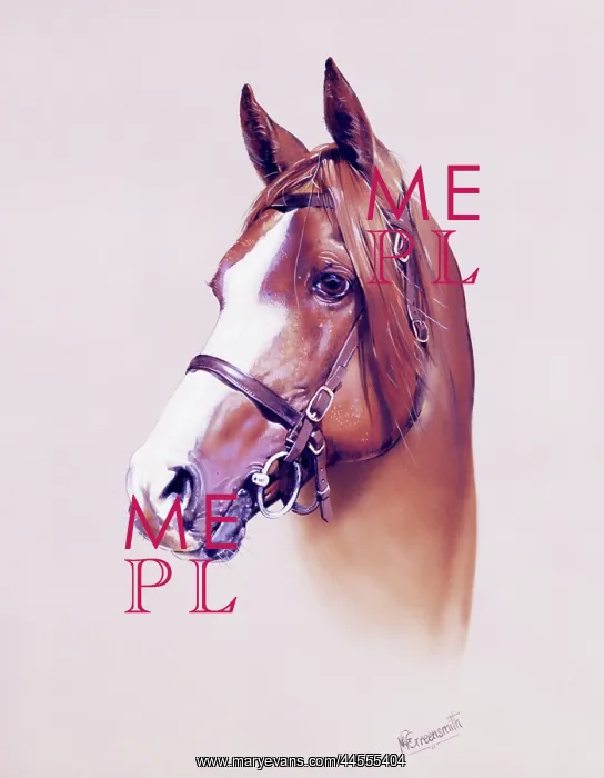 : Horse Portrait : Horse Portrait