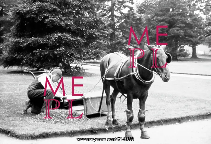  : Horse-pulled lawn mower, Victorian period
