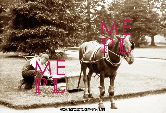  : Horse-pulled lawn mower, Victorian period