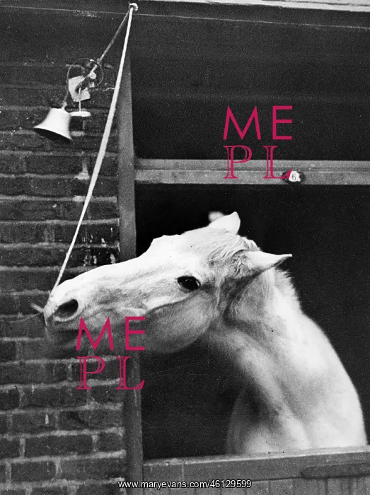 : Horse ringing bell : Horse ringing bell