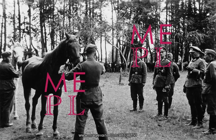 : Horse roll call on the Eastern Front, 1942 : Horse roll call on the Eastern Front, 1942