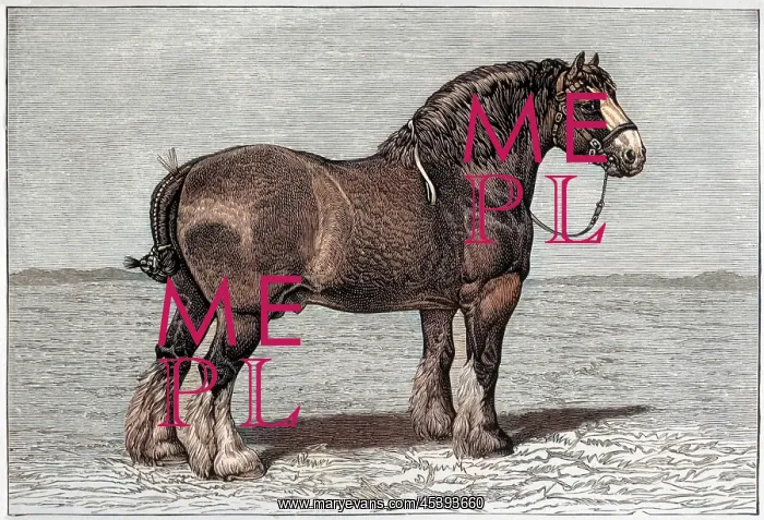 : HORSE / SHIRE HONEST TOM : HORSE / SHIRE HONEST TOM