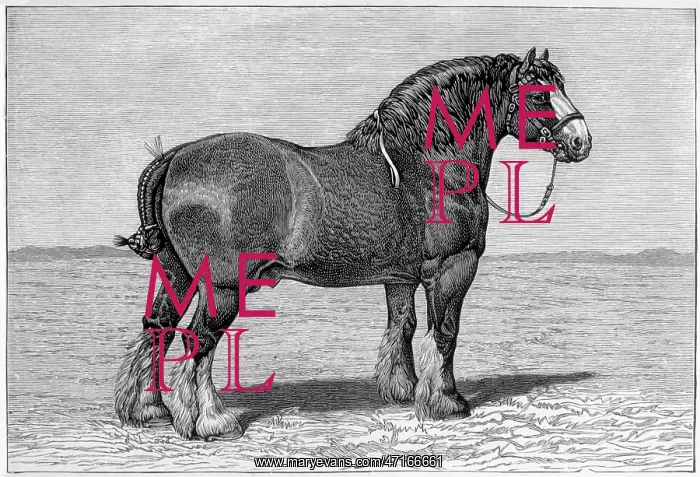 : HORSE / SHIRE HONEST TOM : HORSE / SHIRE HONEST TOM
