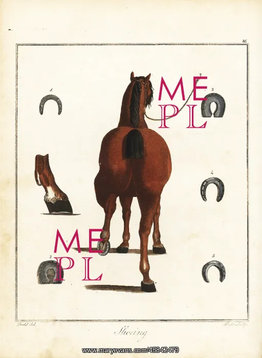 : Horse-Shoeing, 18th century : Horse-Shoeing, 18th century