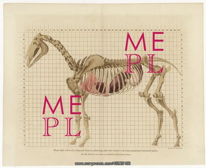 : HORSE SKELETON : HORSE SKELETON