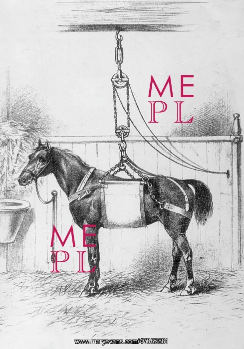 : HORSE IN SLING : HORSE IN SLING
