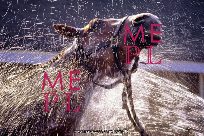 : Horse Being Sprayed with Hose Enjoying the Cool Water : Horse Being Sprayed with Hose Enjoying the Cool Water
