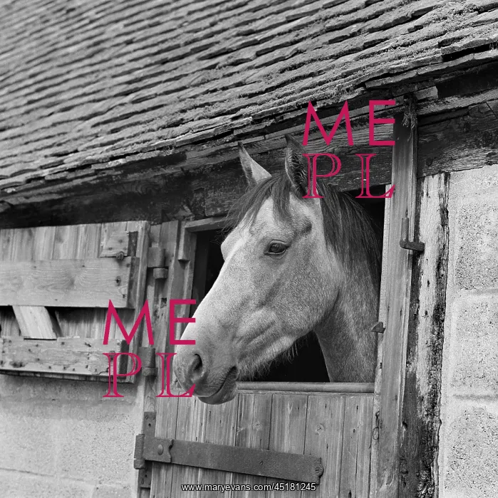  : Horse in its stall