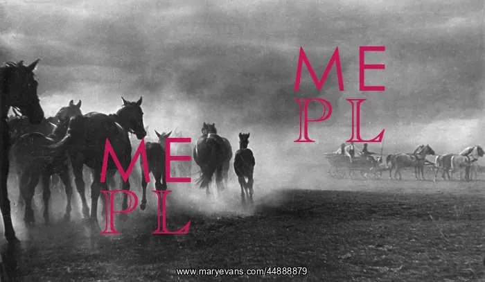 : HORSE STORM : HORSE STORM