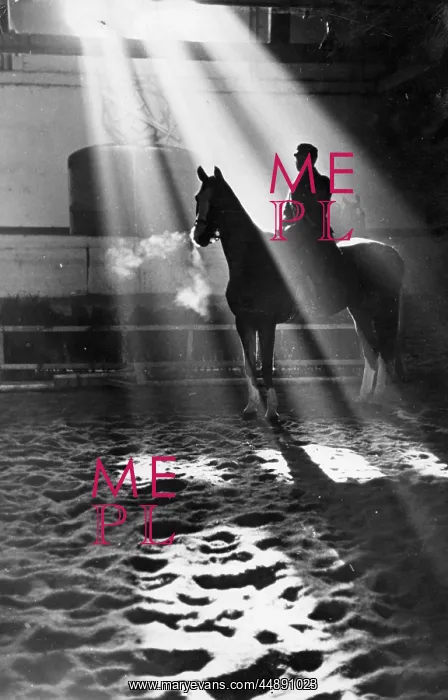 : HORSE STUDY : HORSE STUDY