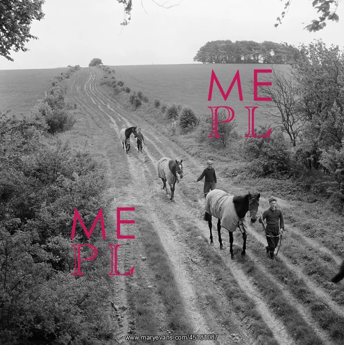 : Horse Training : Horse Training