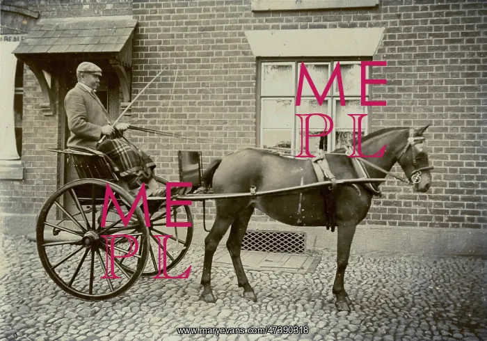 : Horse and Trap : Horse and Trap