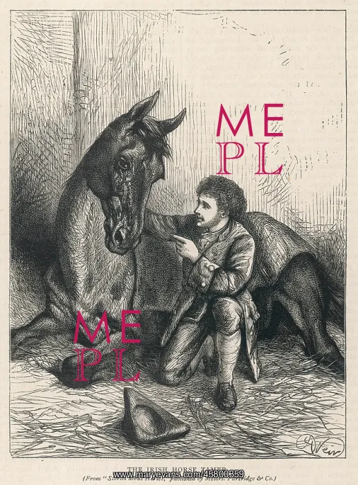 : HORSE WHISPERER : HORSE WHISPERER