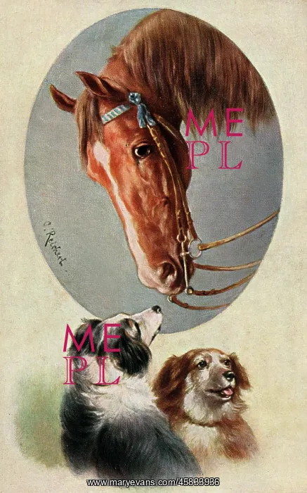 : A horse and two working dogs - Austria : A horse and two working dogs - Austria