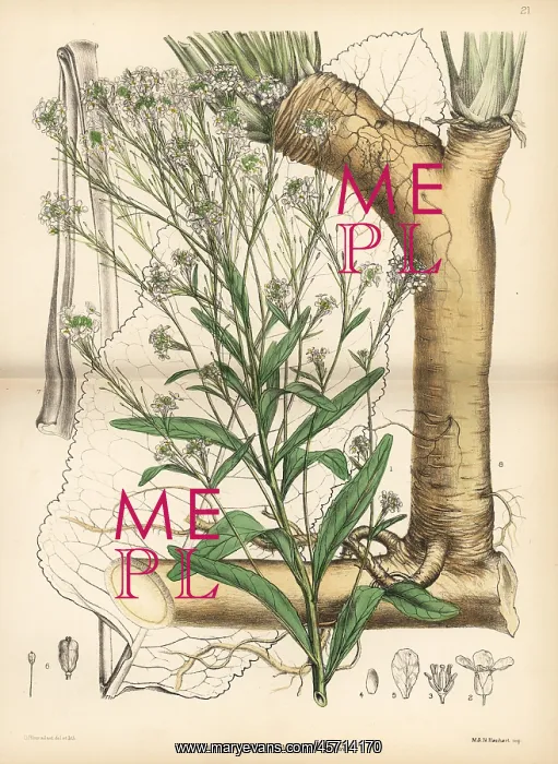 : Horseradish, Armoracia rusticana : Horseradish, Armoracia rusticana