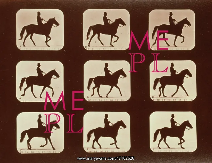 : Horses. Ambling or single foot : Horses. Ambling or single foot