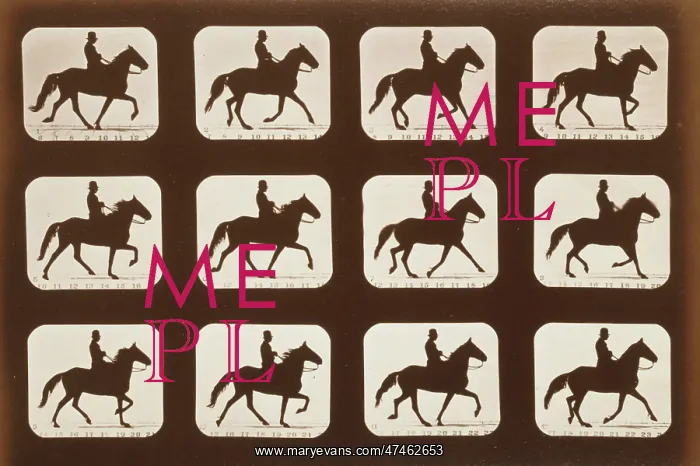 : Horses. Ambling or single foot : Horses. Ambling or single foot