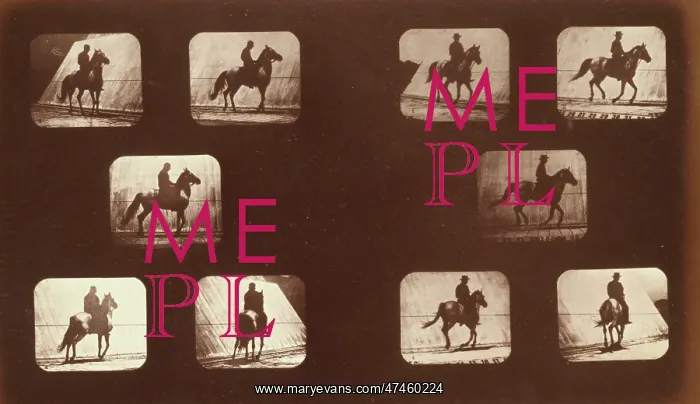 : Horses. Cantering : Horses. Cantering