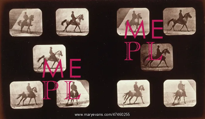 : Horses. Cantering : Horses. Cantering