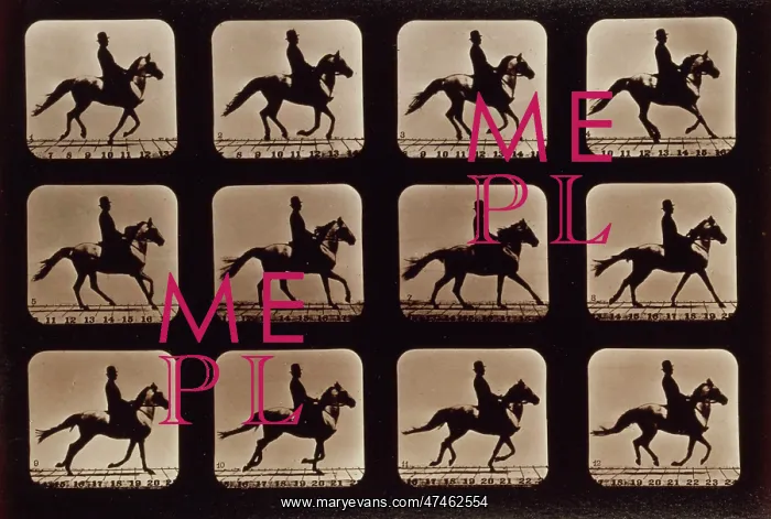 : Horses. Cantering : Horses. Cantering