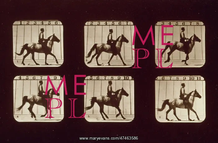 : Horses. Cantering : Horses. Cantering