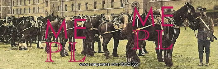 : Horses commandeered 1914 : Horses commandeered 1914