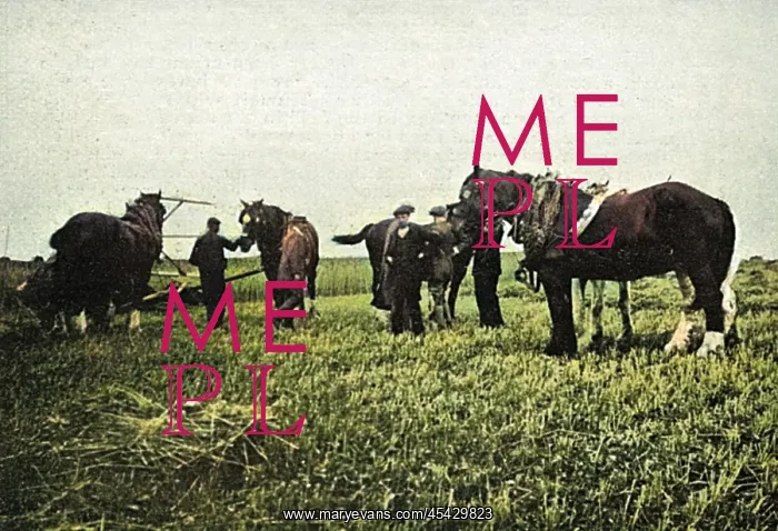 : Horses commandeered 1914 : Horses commandeered 1914