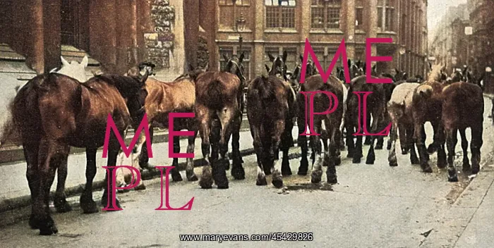 : Horses commandeered 1914 : Horses commandeered 1914