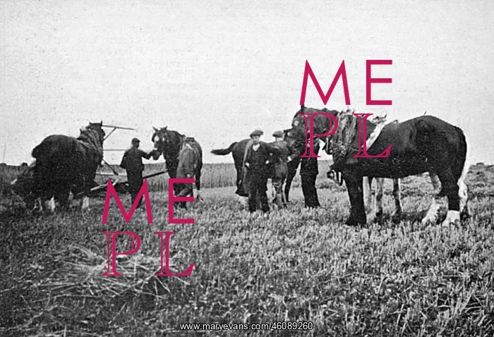 : Horses commandeered 1914 : Horses commandeered 1914