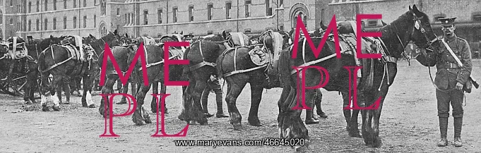 : Horses commandeered 1914 : Horses commandeered 1914