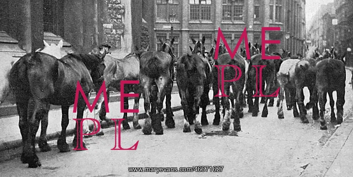 : Horses commandeered 1914 : Horses commandeered 1914